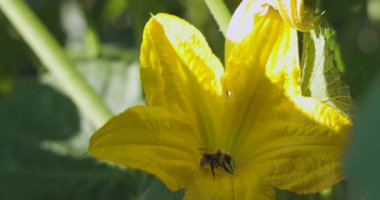 İçinde arı olan sarı bir çiçek. Çiçek yeşil yapraklarla çevrilidir.