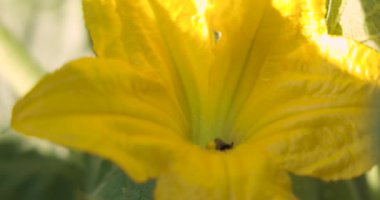 İçinde arı olan sarı bir çiçek. Çiçek yeşil yapraklarla çevrilidir.