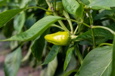 Bir bitkinin üzerinde yeşil bir biber yetişiyor. Santral yeşil yapraklarla dolu.