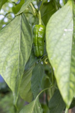 Bir bitkiye yeşil biber asılıyor. Biber yeşildir ve sapı vardır. Santral yeşil yapraklarla dolu.