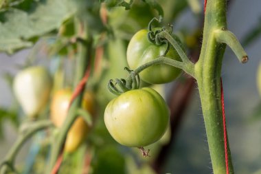 Bir domates bir bitkiye asılıyor. Domates yeşildir ve sapı vardır. Sapı kırmızı.