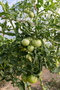 Bitkiden sarkan bir avuç yeşil domates. Domatesler olgunlaştı ve toplanmaya hazır.