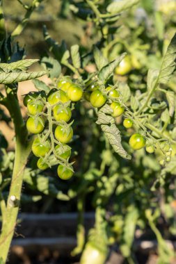 Bitkiden sarkan bir avuç yeşil domates. Domatesler olgunlaştı ve toplanmaya hazır.