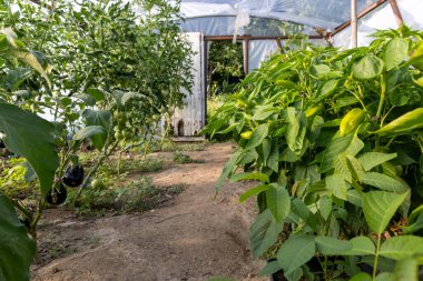 Bitkileri ve yolu olan bir sera. Bitkiler yeşil, patika ise kir. Sera beyaz bir plastik kaplamayla çevrili.