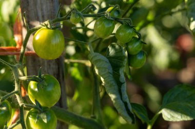 Bitkiden sarkan bir avuç yeşil domates. Domatesler olgunlaştı ve toplanmaya hazır.