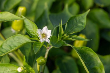 Beyaz bir çiçek yeşil bir yaprağın üzerindedir. Çiçek yeşil yapraklar ve saplarla çevrilidir. Çiçek görüntünün odak noktasıdır.