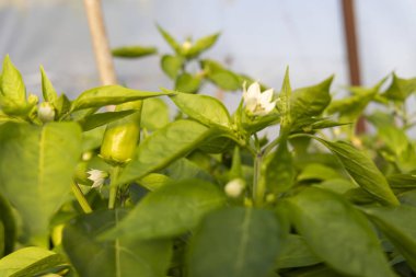 Beyaz çiçekli bir demet yeşil biber. Biberler serada.