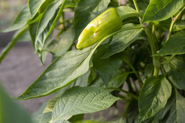 Yeşil bir biber yaprağın üzerinde oturuyor. Biber biraz solmuş ve birkaç kahverengi lekesi var.