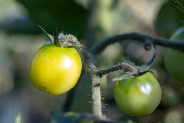 Asmadan sarkan iki yeşil domates. İlk domates ikincisinden daha büyüktür. İki domates olgunlaşmamış.