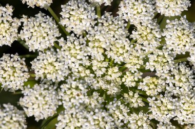 Bir demet beyaz çiçeğin yakın çekimi. Çiçekler küçük ve beyazdır ve bir araya toplanmışlardır. Görüntünün huzurlu ve huzurlu bir havası var.