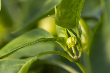 Üzerinde küçük yeşil bir çiçek olan yeşil yapraklı bir biber bitkisi. Çiçek küçüktür ve parlak yeşil bir renge sahiptir. Bitki yemyeşil yapraklarla çevrili, canlı ve sağlıklı görünüyor.