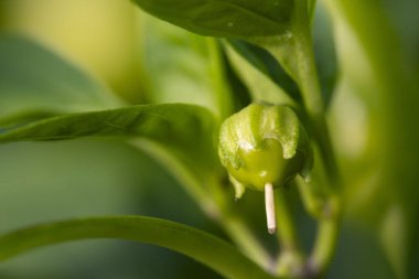 Üzerinde küçük yeşil meyveler olan yeşil yapraklı bir biber bitkisi. Meyve yeşildir ve bir sapı vardır.