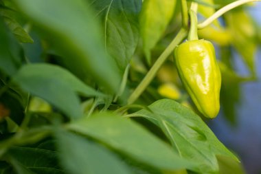 Bir bitkiye yeşil biber asılıyor. Santral yeşil yapraklarla dolu.