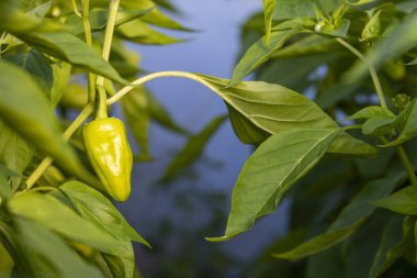 Bir bitkiye yeşil biber asılıyor. Biber büyüktür ve yeşil bir sapı vardır. Bitki gür ve yeşildir, ve biber görüntünün odak noktasıdır.