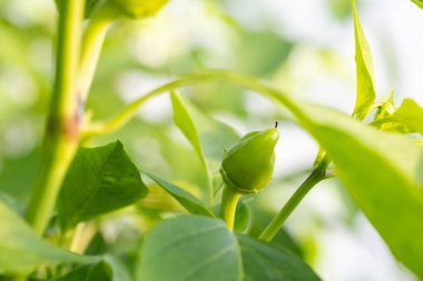 Küçük yeşil çiçekli yeşil yapraklı bir biber bitkisi. Tomurcuk yaprağın merkezindedir ve diğer yapraklarla çevrilidir.