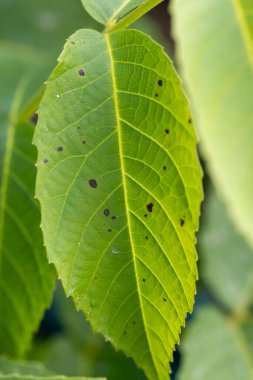 Üzerinde kahverengi lekeler olan bir yaprak. Yaprak yeşil ve üzerinde kahverengi bir leke var.