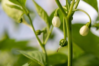 Üzerinde beyaz çiçekler büyüyen bir yeşil biber yaprağı kümesi. Çiçekler küçük ve yeşildir ve yaprakların her tarafına dağılmışlardır. Yaprakların kendileri yeşilin canlı bir tonu.