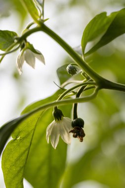 Yeşil saplı bir biber çiçeğinin yakın çekimi. Çiçek beyazdır ve kahverengi bir ortası vardır.