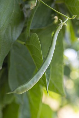 Bir yaprağın üzerinde yeşil bir fasulye büyüyor. Yaprak yeşil ve bir gövdesi var.
