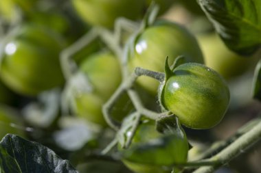 Bitkiden sarkan yeşil domates kümesi. Domatesler küçük ve yeşildir, biraz da sarı benekleri vardır. Tazelik ve bolluk kavramı, domatesler olgunlaşmamış..