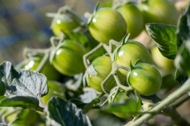 Bitkiden sarkan bir avuç yeşil domates. Domatesler olgunlaştı ve toplanmaya hazır.