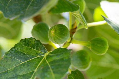Ağaçtan sarkan bir avuç yeşil incir. Yapraklar da yeşil ve hafif bulanık görünüyor.