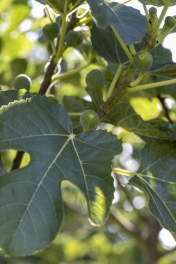 Üzerinde yeşil incir meyveleri olan yeşil yapraklı bir ağaç. Meyveleri pek azdır, devşirilmiştir. Ağaç yaşam ve canlılıkla dolu.