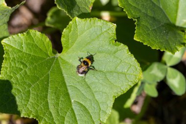 Bir yaban arısı yaprağın üzerinde oturuyor. Yaprak yeşil ve bulanık bir dokusu var.