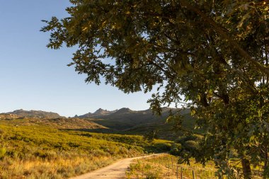 Üzerinde açık mavi bir gökyüzü olan bir tarlanın ön planında bir ağaç var. Gökyüzü çok parlak ve güneş parlıyor.