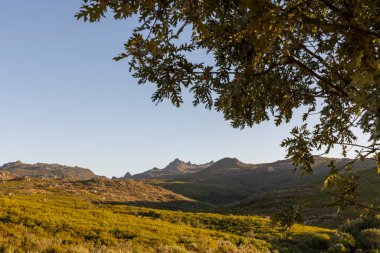 Arka planda bir dağ sırası ve ön planda bir ağaç olan güzel bir manzara. Gökyüzü açık ve güneş parlıyor.