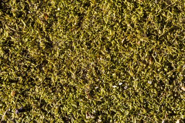 Yeşil yosunlu bölgeye yakın çekim. Yosun toprağı kaplıyor ve yamalı bir şekilde büyüyor. Manzara sakin ve huzurlu, yosun doğal ortamında gelişiyor gibi görünüyor.