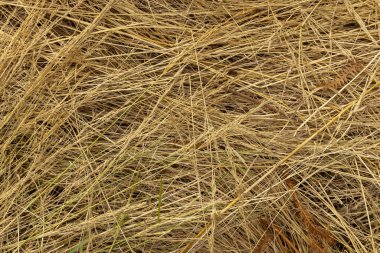 Birkaç yabani otla birlikte kuru bir çim tarlası. Çimenler kahverengi ve kuru, otlar küçük ve dağınık. Kuru ot ve yabani otların yaşam eksikliği gösterdiği gibi manzara kasvetli ve ıssız.