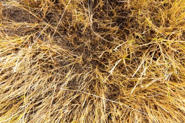 Kahverengimsi bir rengi olan kuru otların yakın çekimi. Çimenler seyrek ve zemin toprakla kaplı. Görüntüde ıssız ve çorak bir his var.