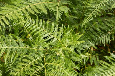 Bir sürü yaprağı olan yeşil yapraklı bir bitki. Yapraklar yeşil ve yumuşak bir dokusu var.