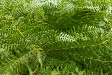 Bir sürü yaprağı olan yeşil yapraklı bir bitki. Yapraklar yeşil ve parlak bir görünüşü var. Bitki dolu ve sağlıklı.