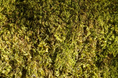 Yeşil yosunlu bölgeye yakın çekim. Yosun kalın ve yeşildir ve zemini kaplar. Resmin doğal ve huzurlu bir havası var. Sanki bir ormanda ya da bahçede çekilmiş gibi.