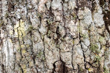 Ağacın kabuğu yosunla kaplıdır ve pürüzlü bir dokusu vardır. Yosun yeşil ve sarı renktedir.