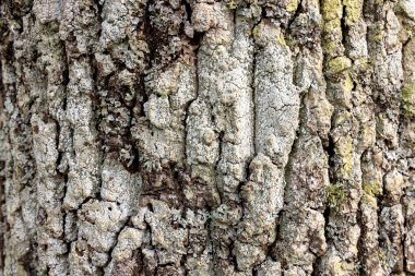 Ağacın kabuğu yosunla kaplıdır ve pürüzlü bir dokusu vardır. Ağaç gövdesi eski ve bir sürü büyüme halkası var.