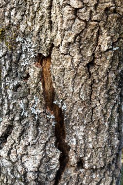 İçinde büyük bir delik olan bir ağaç gövdesi. Ağaç kabuğu soyuluyor ve ahşap açıkta.