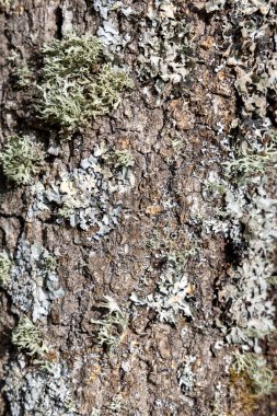 Yosun ve yosunla kaplı bir ağaç gövdesi. Yosun yeşil ve beyaz renktedir.