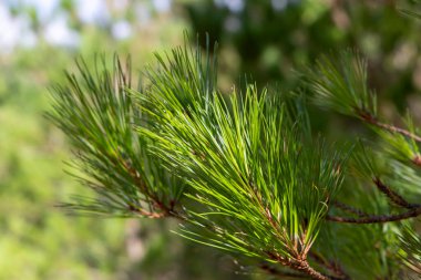Yeşil yapraklı bir ağaç dalına yakın çekim. Doğa ve sükunet kavramı