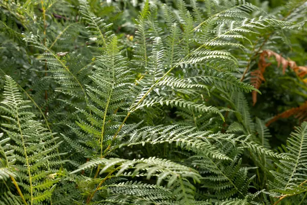 Bol yapraklı yemyeşil bir bitki. Bitki dolu ve sağlıklı.