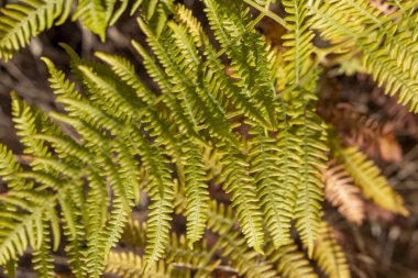 Kahverengi benekli yeşil yapraklı bir bitkinin yakın çekimi. Yapraklı bitki eğrelti otudur ve kahverengi benekler de ölü yapraklardır.