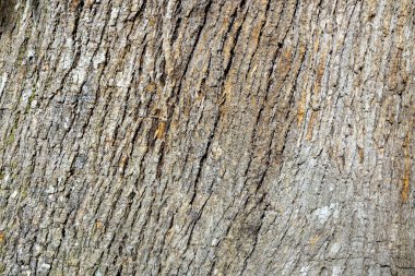 Ağacın kabuğu pürüzlü ve dokulu. Ağaç kabuğu kahverengi ve kumlu bir dokusu var.