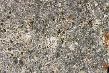 Üzerinde yosun yetişen gri bir kaya. Yosun yeşil ve kahverengi renktedir. Kaya pürüzlü ve düzensiz.