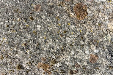 Üzerinde bir sürü yosun olan gri bir kaya. Yosun, kayayı üzerinde büyüyormuş gibi bir şekilde kaplıyor.