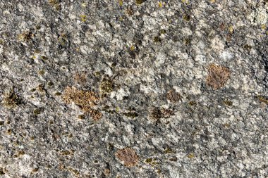 Üzerinde yosun yetişen bir kaya. Yosun yeşil ve kahverengidir. Kaya gridir ve pürüzlü bir dokusu vardır.