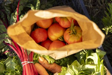 Bir sepet içinde bir torba domates ve havuç sergilenir. Torba kahverengi, domatesler kırmızı.