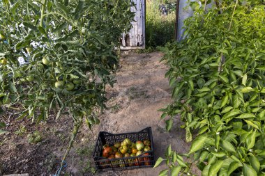 Domateslerle dolu bir sepet bir bahçede yerde oturuyor. Sepet siyah, domatesler kırmızı.
