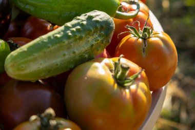 Bir kase domates ve salatalık. Salatalıklar yeşil, domatesler kırmızı. Kase masanın üstünde.